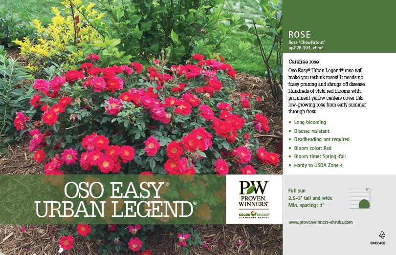 Oso Easy® Urban Legend® Rosa Benchcard - Spring Meadow Nursery